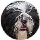 Avatar de Usuario