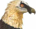 Avatar de Usuario