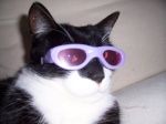 Avatar de Usuario