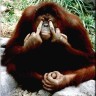 Avatar de Usuario